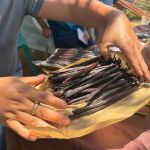 Plant a Future: Vanilla Vines