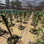 Plant a Future: Vanilla Vines